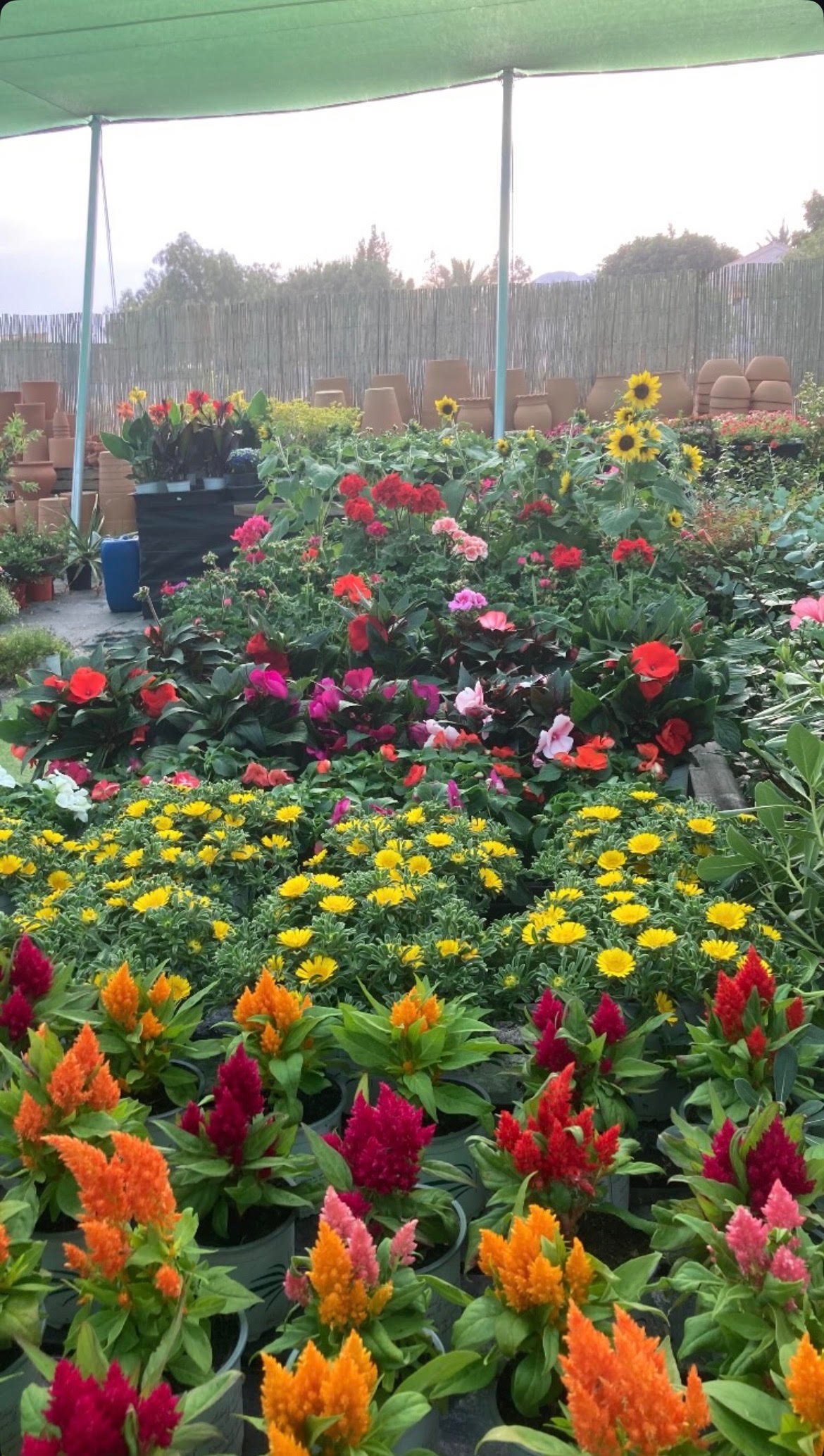 Árboles frutales y plantas de vivero en maceta