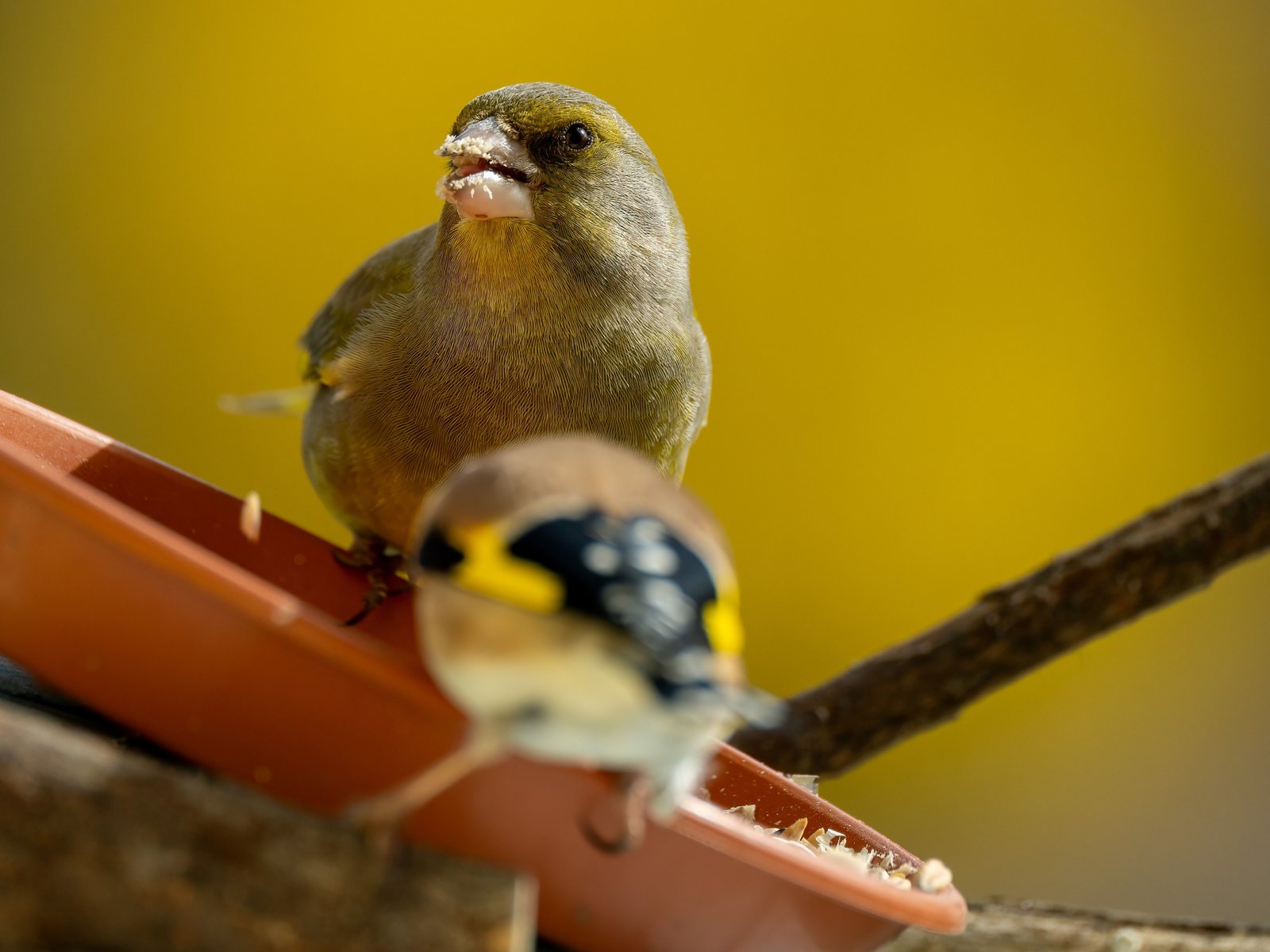 Complementos vitamínicos para pájaros